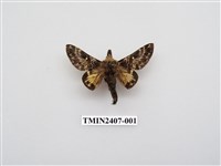 藏品(彌新枯葉蛾)的圖片